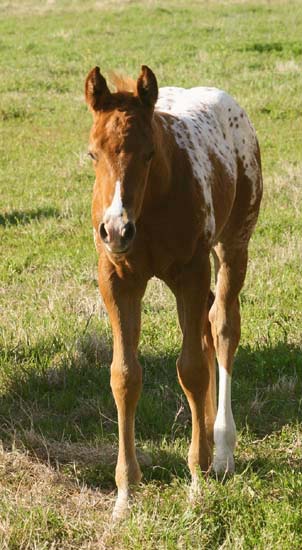 2008 filly, Invitational x Designer Invi by Mr Invitation, pictured April 2008.