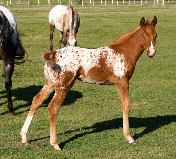 2008 filly, Invitational x Designer Invi by Mr Invitation, pictured April 2008.  Grand Dam Cartoon Series pictured in background.