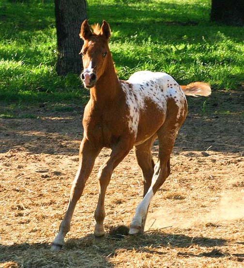 2008 filly, Invitational x Designer Invi by Mr Invitation, pictured April 2008.