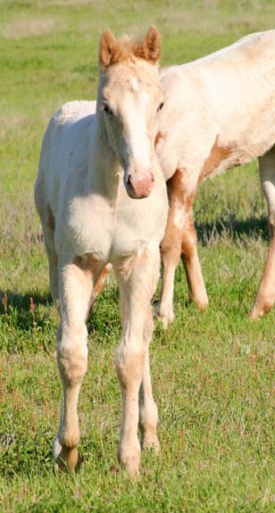 2009 filly, Illustrator x Invitation To Rock , pictured April 2009.