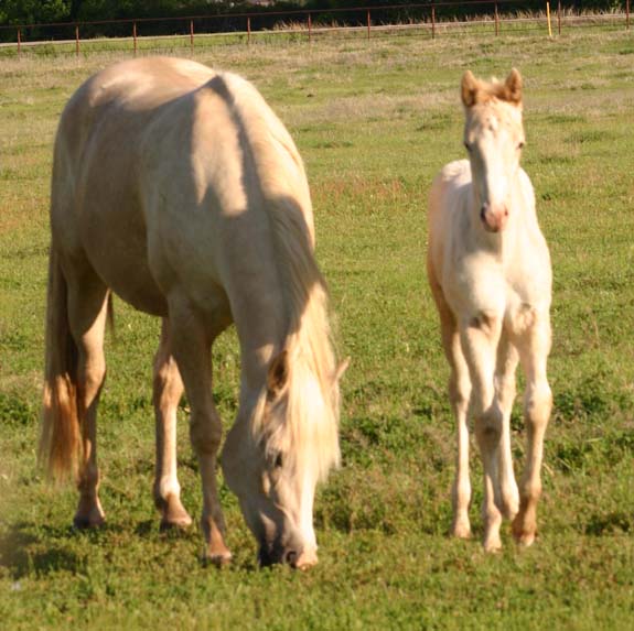 2009 filly, Illustrator x Invitation To Rock , pictured April 2009.