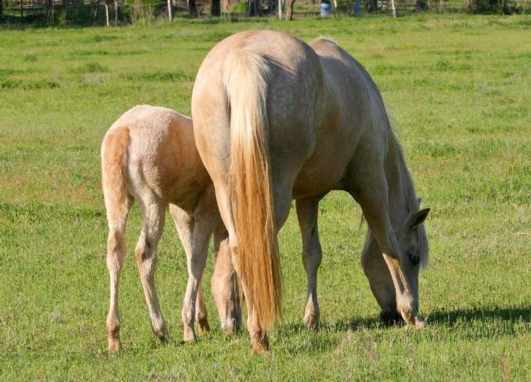 2009 filly, Illustrator x Invitation To Rock , pictured April 2009.