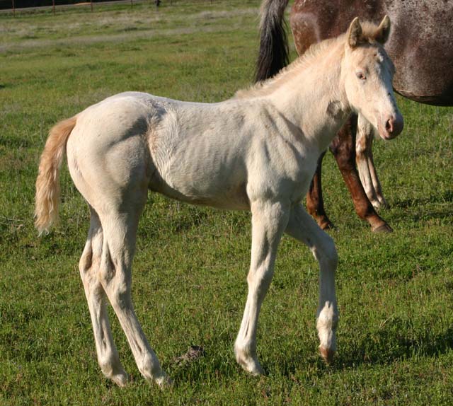 2009 filly, Illustrator x Invitation To Rock , pictured April 2009.