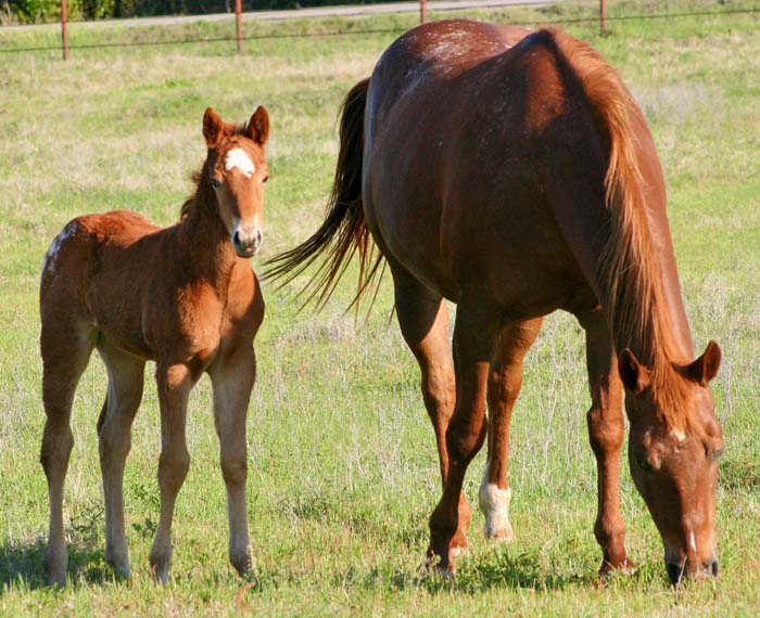 2009 filly, Illustrator x JJ Roman Marie by Roman Strawman , pictured April 2009.