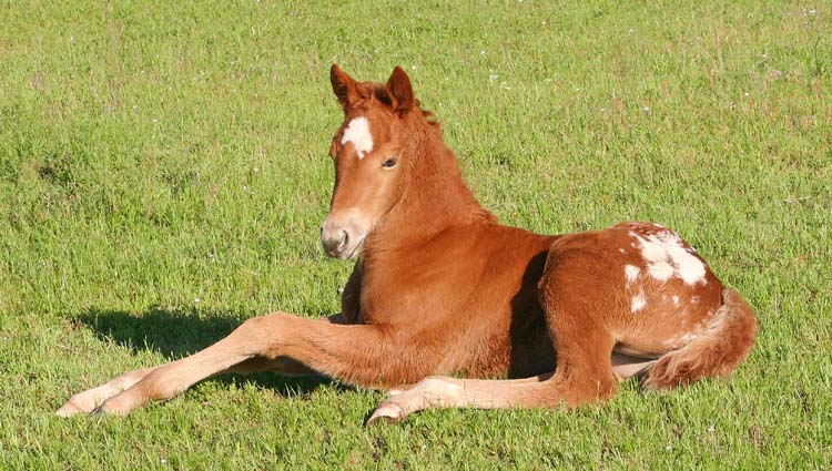 2009 filly, Illustrator x JJ Roman Marie by Roman Strawman , pictured April 2009.