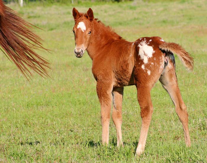 2009 filly, Illustrator x JJ Roman Marie by Roman Strawman , pictured April 2009.