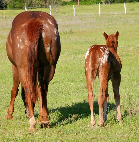 2009 filly, Illustrator x JJ Roman Marie by Roman Strawman , pictured April 2009.