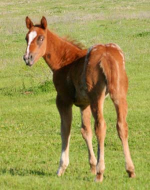 2009 Filly, Invitational x Miss Diversity, pictured April, 2009.