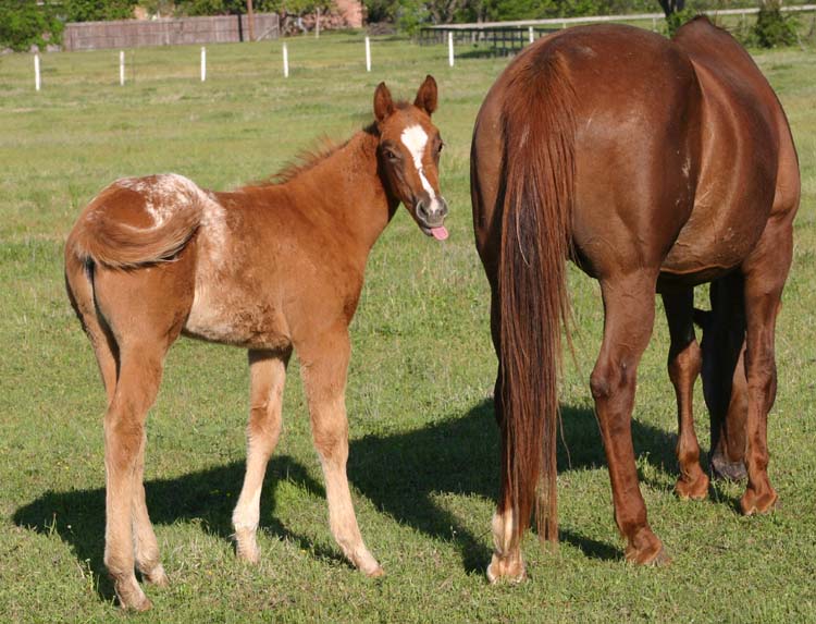 2009 Filly, Invitational x Miss Diversity, pictured April, 2009.