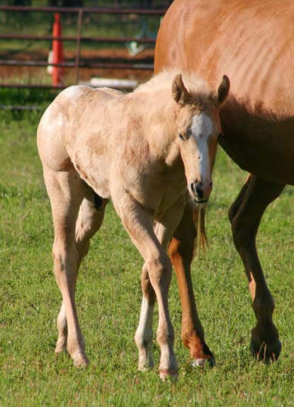 2009 Colt, The Hittress x Invitational, pictured April 2009.