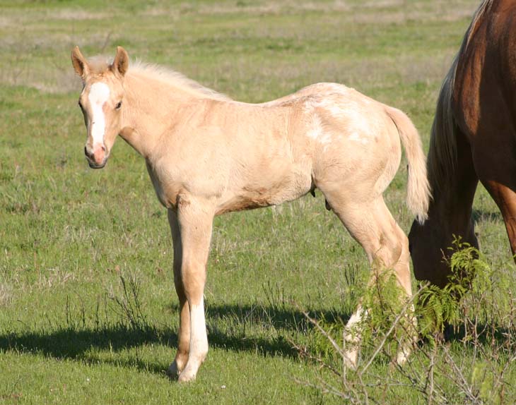 2009 Colt, The Hittress x Invitational, pictured April 2009.