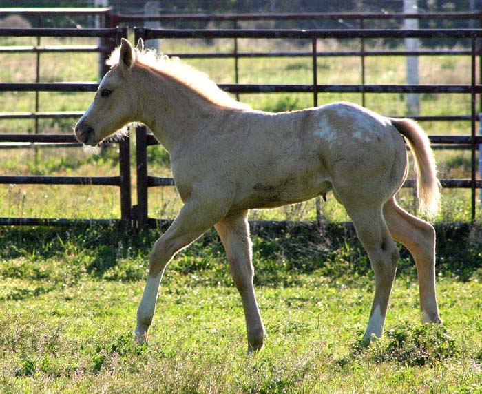 2009 Colt, The Hittress x Invitational, pictured April 2009.