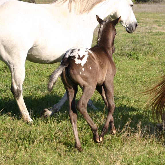 2009 Filly, Charicature x Alias Terlingua King, pictured April, 2009.