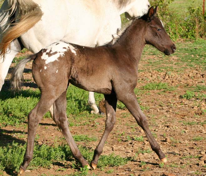 2009 Filly, Charicature x Alias Terlingua King, pictured April, 2009.