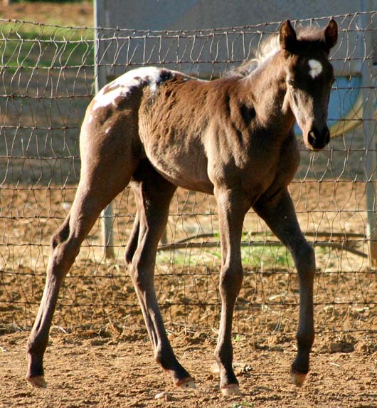 2009 Filly, Charicature x Alias Terlingua King, pictured April, 2009.