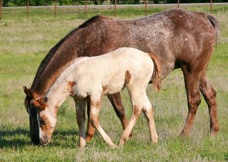 2009 colt, Illustrator x Coosa Kay by Coosa Lad (AQHA), pictured April 2009.