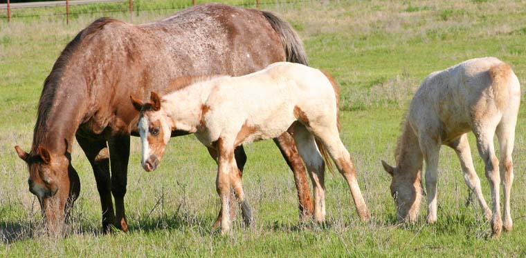 2009 colt, Illustrator x Coosa Kay by Coosa Lad (AQHA), pictured April 2009.