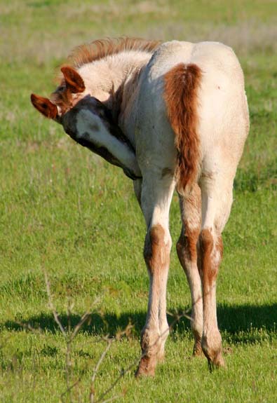 2009 colt, Illustrator x Coosa Kay by Coosa Lad (AQHA), pictured April 2009.