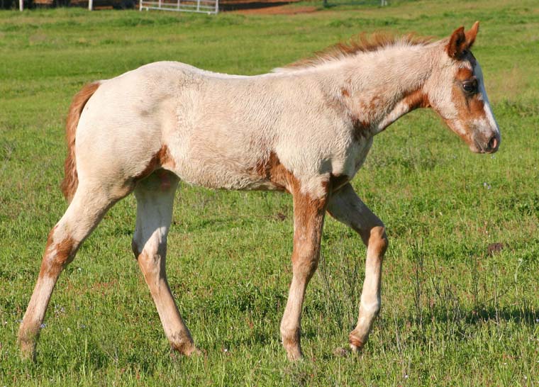 2009 colt, Illustrator x Coosa Kay by Coosa Lad (AQHA), pictured April 2009.