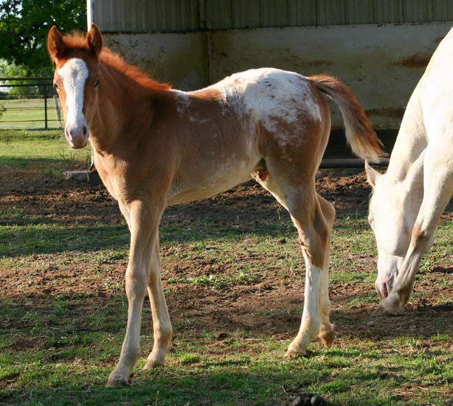 2009 Colt, Comic Series x Invitational, pictured April 2009.