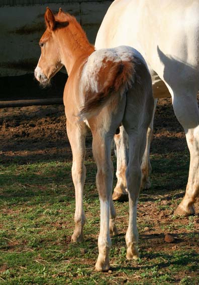 2009 Colt, Comic Series x Invitational, pictured April 2009.