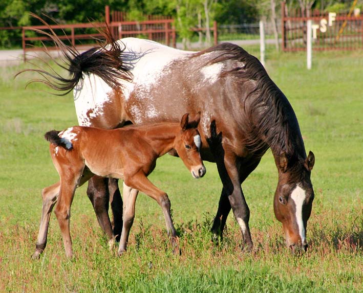 2009 Colt, Invitational x Designer Cartoon, pictured April, 2009.