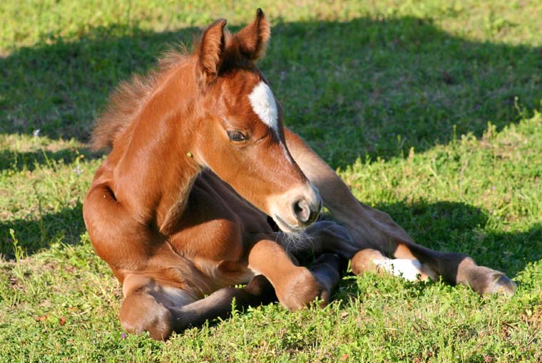 2009 Colt, Invitational x Designer Cartoon, pictured April, 2009.