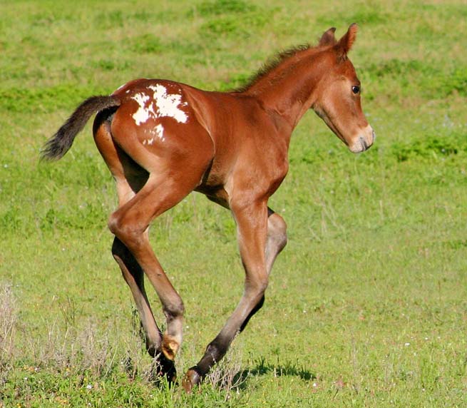 2009 Colt, Invitational x Designer Cartoon, pictured April, 2009.