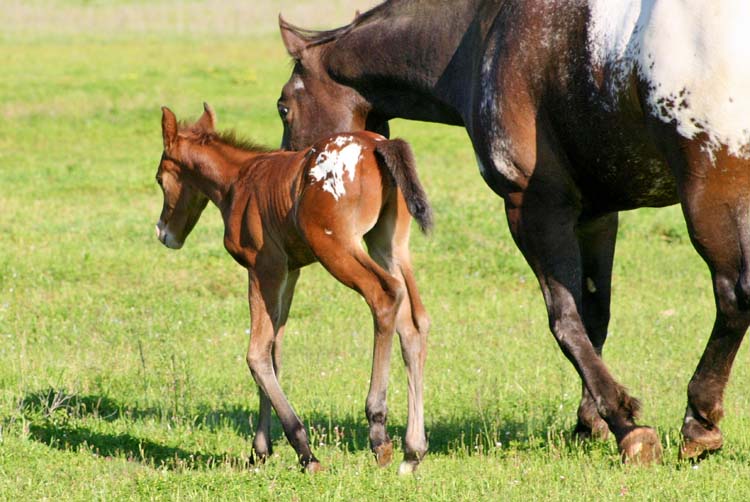 2009 Colt, Invitational x Designer Cartoon, pictured April, 2009.