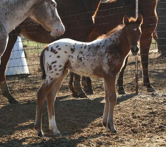 2010 Filly, Cartoon Series x Invitational, pictured February 2010.