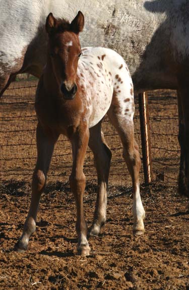 2010 Filly, Cartoon Series x Invitational, pictured February 2010.