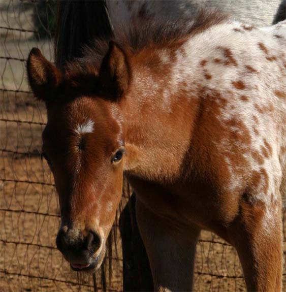 2010 Filly, Cartoon Series x Invitational, pictured February 2010.