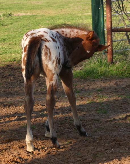 2010 Filly, Cartoon Series x Invitational, pictured February 2010.