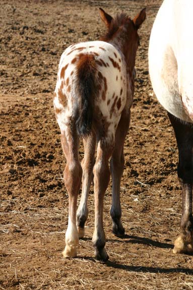 2010 Filly, Cartoon Series x Invitational, pictured February 2010.