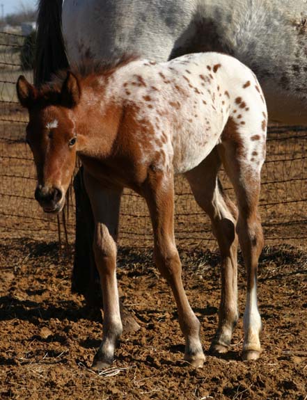 2010 Filly, Cartoon Series x Invitational, pictured February 2010.