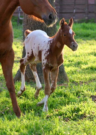 2010 Colt, Designated To B x Charicature, pictured March 2010.