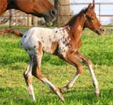 2010 Charicature x Designated To B colt pictured March 2010.