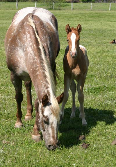 2010 Colt, Impulsive Nikki x Invitational, pictured February 2010.
