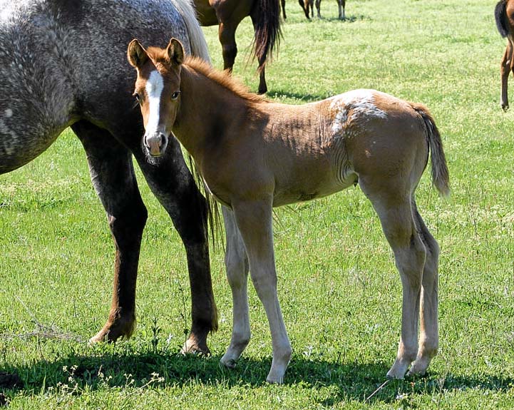 2010 Colt, Impulsive Nikki x Invitational, pictured February 2010.