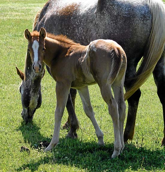 2010 Colt, Impulsive Nikki x Invitational, pictured February 2010.