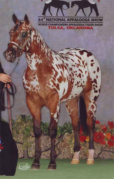 2010 Colt, Shes Way Cool x Illustrator, 2011 National Champion, Color.