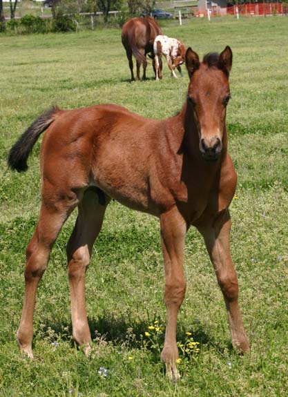 2010 Colt, Precise Clu x Illustrator, pictured April 2010.