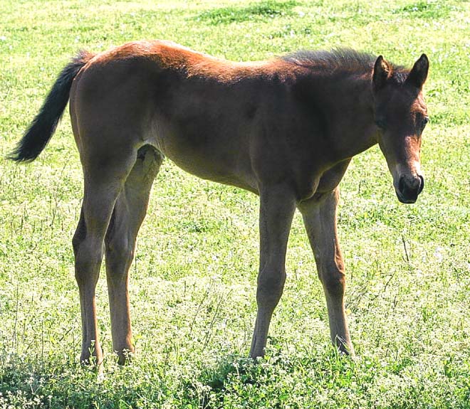2010 Colt, Precise Clu x Illustrator, pictured April 2010.