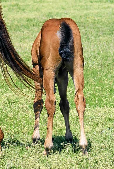 2010 Colt, Precise Clu x Illustrator, pictured April 2010.