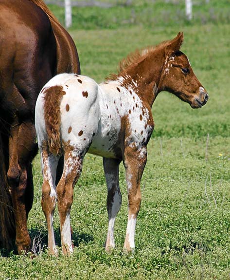 2010 Colt, Designated To B x Charicature, pictured March 2010.