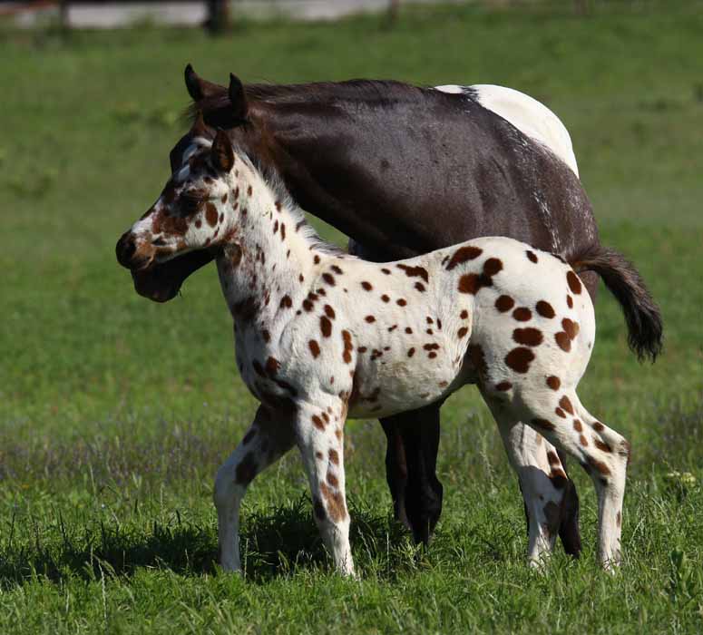 2011 Colt, photo by Bob Langrish.