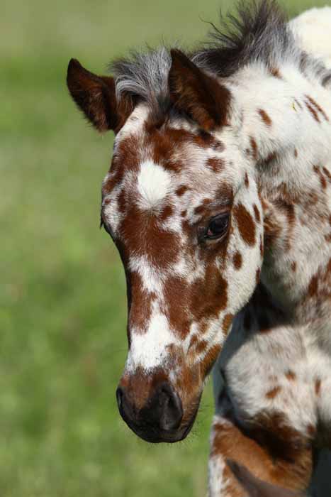 2011 Colt, photo by Bob Langrish.