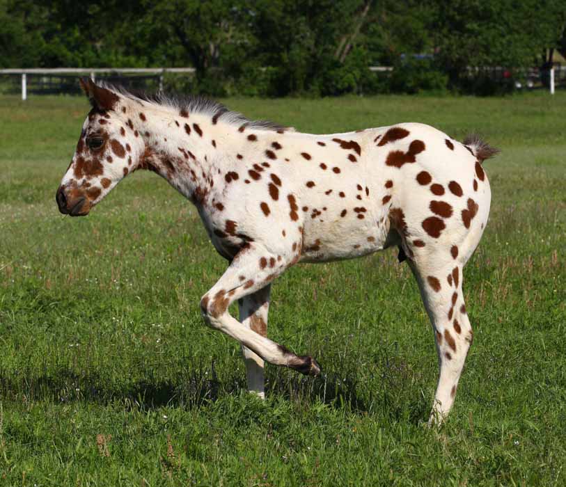 2011 Colt, photo by Bob Langrish.