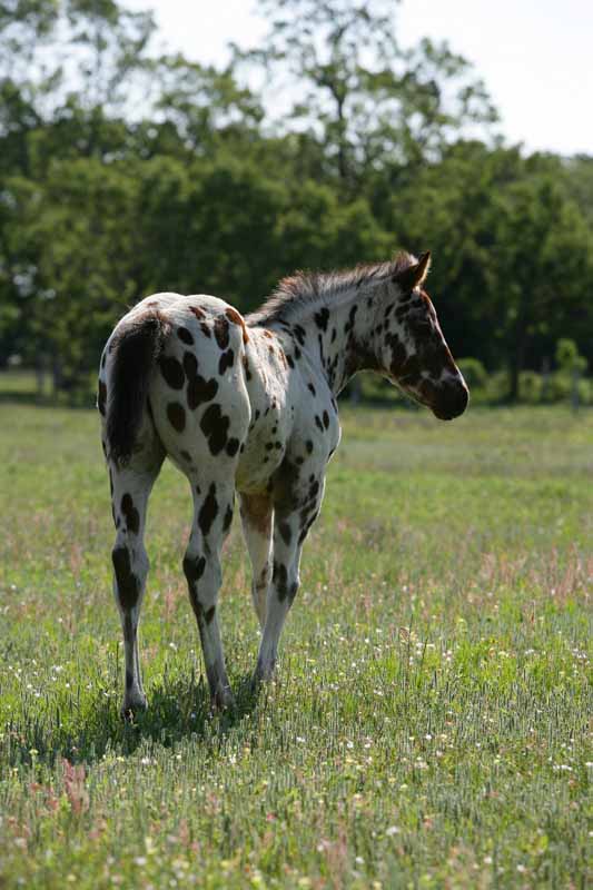 2011 Colt, photo by Bob Langrish.