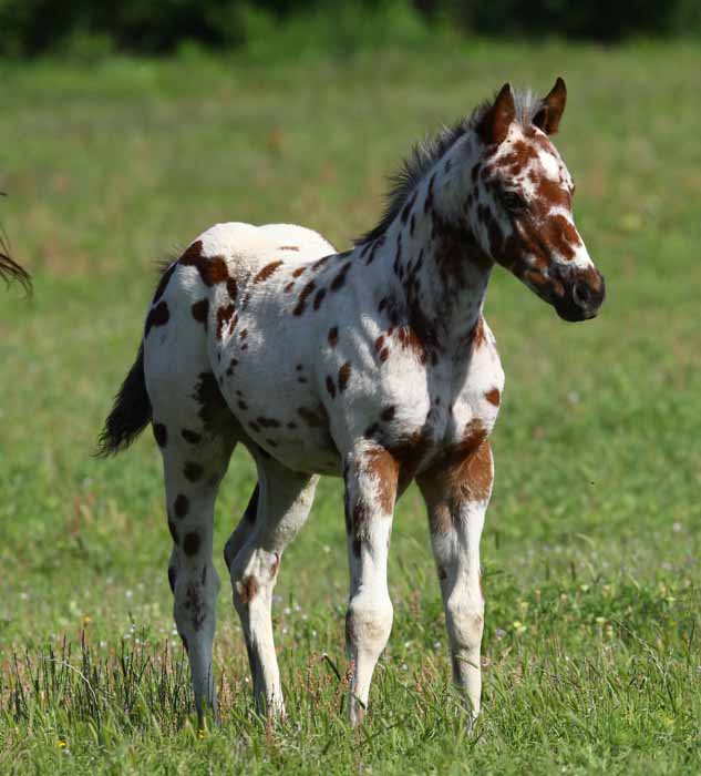2011 Colt, photo by Bob Langrish.